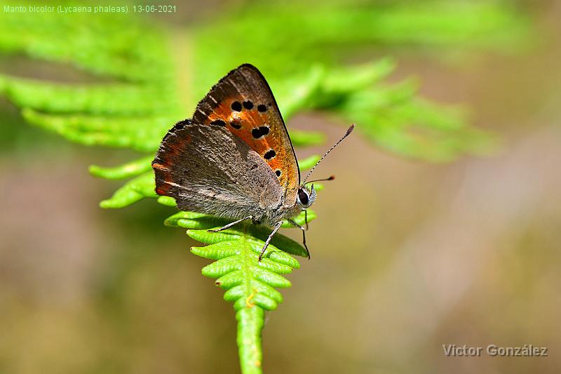 Lycaena phlaeas-13062021.jpg - Manto bicolor (Lycaena phaleas) sobre un helecho. 13-06-2021